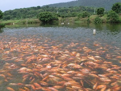 如金菌魚蝦混養(yǎng) 如金菌魚蝦混養(yǎng)