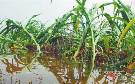 暴風雨后，玉米淹水怎么處理？倒伏后扶不扶？ 