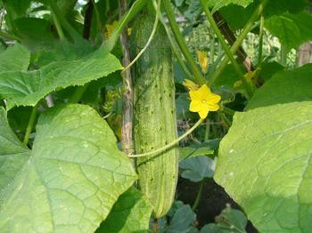蔬菜